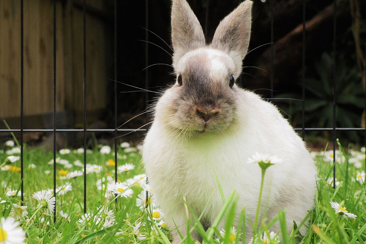 Tavşan kafesi aksesuarları nelerdir?