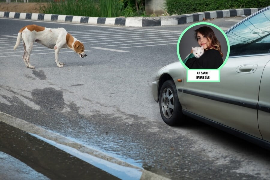 trafikte hayvana çarpma sigorta kapsamında mı