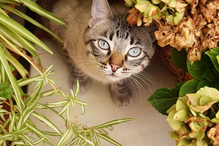 Kediler İçin Güvenli Ev Bitkileri Nelerdir? Kediler İçin Güvenli 7 Ev Bitkisi