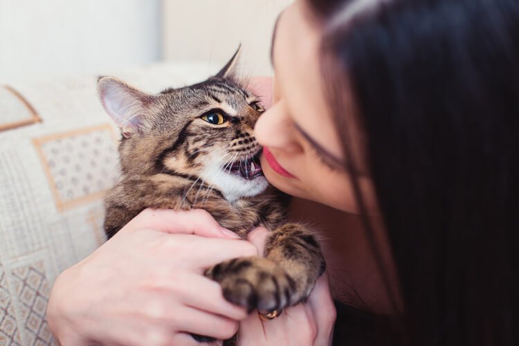Kedinin Çeneni Isırması Ne Anlama Geliyor?