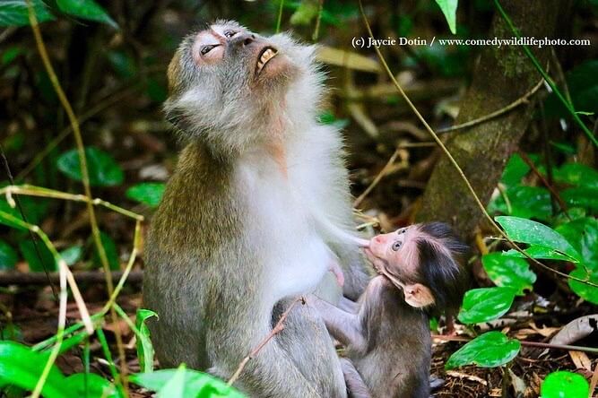vahşi yaşamdan komik fotoğraflar komik maymun