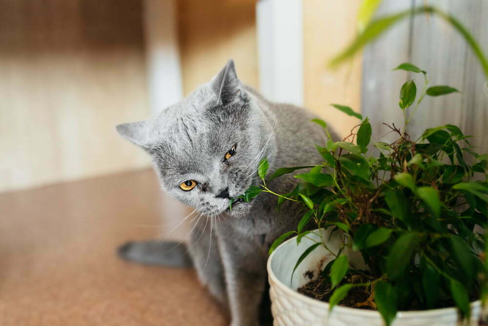 kediler neden bitkileri